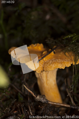 Image of 