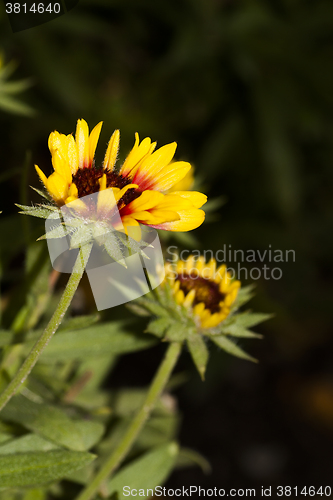 Image of yellow flowers