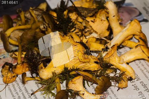 Image of girolles