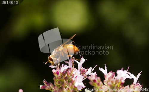 Image of orange fly