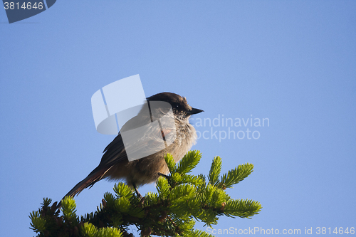 Image of siberian jay