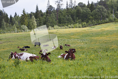 Image of resting cows