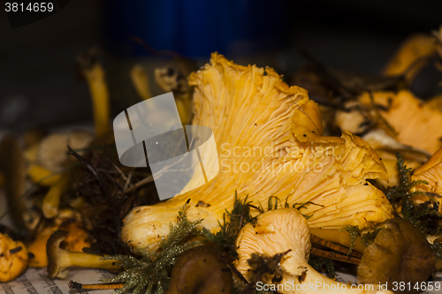 Image of chanterelles