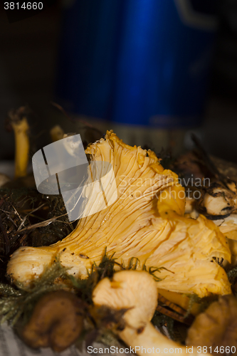 Image of girolles