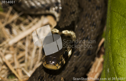 Image of grass snake