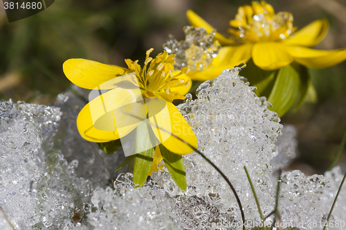 Image of winter aconites in snow