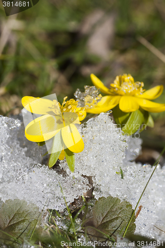 Image of winter aconites in snow