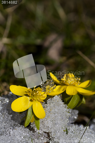 Image of winter aconites in snow