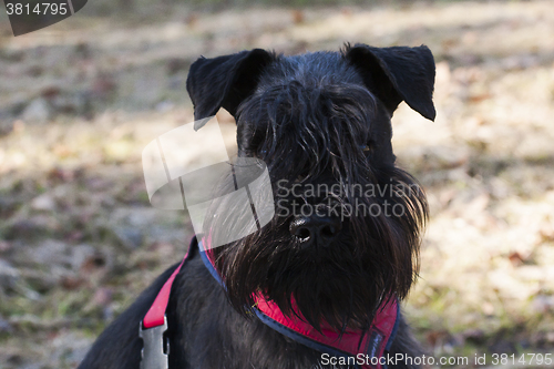 Image of miniature schnauzer