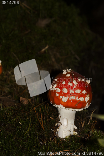 Image of fly agaric