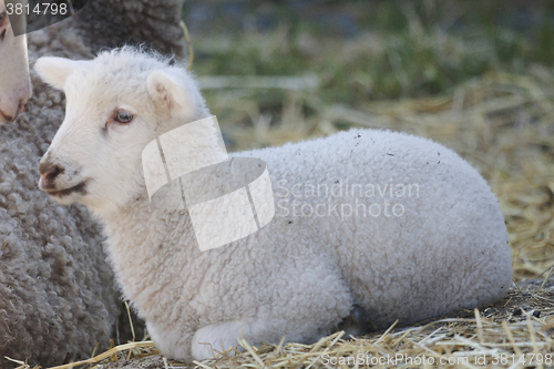 Image of lamb