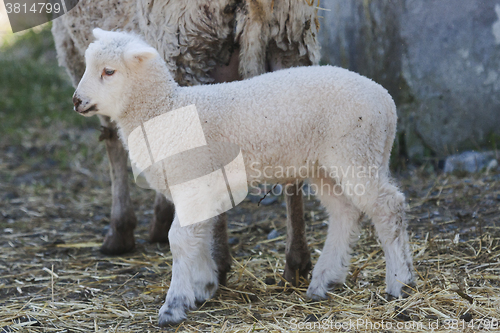 Image of small lamb