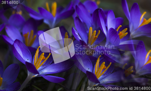 Image of blue crocus