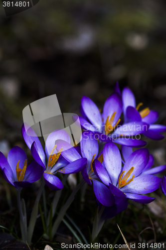 Image of blue crocus