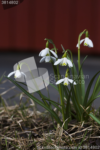 Image of snowdrops