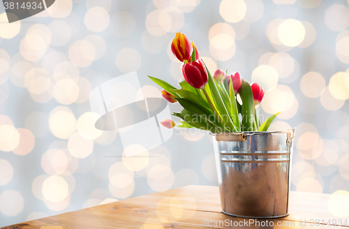 Image of close up of tulip flowers