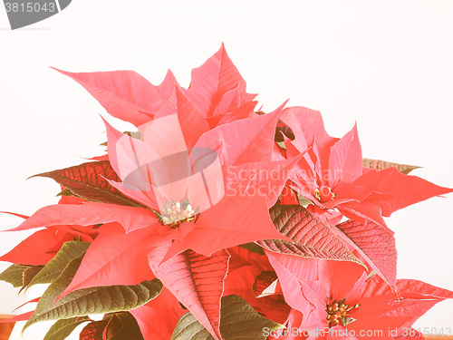 Image of Retro looking Poinsettia Christmas star