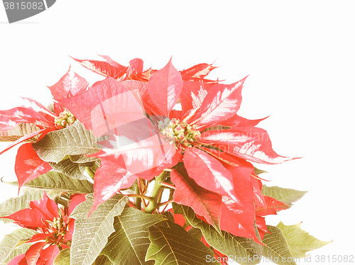 Image of Retro looking Poinsettia Christmas Star