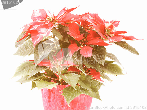 Image of Retro looking Poinsettia