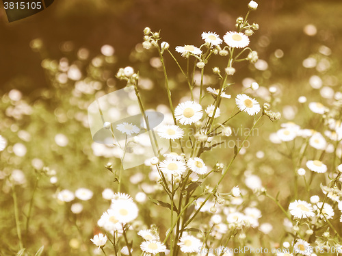 Image of Retro looking Daisy