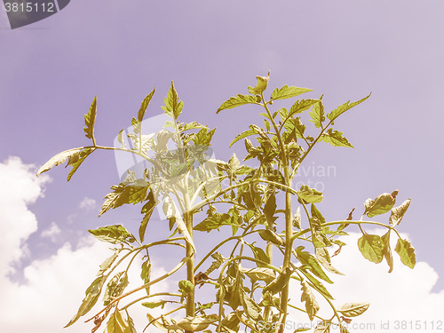 Image of Retro looking Plug tomato plant