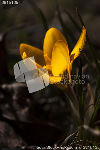 Image of winter aconite