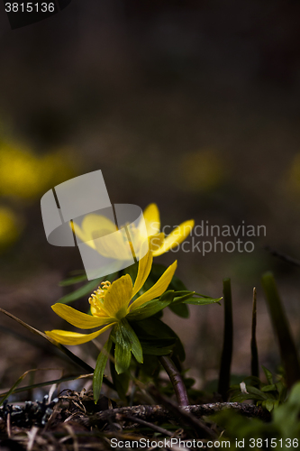 Image of winter aconite