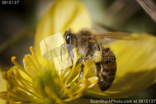 Image of honey bee