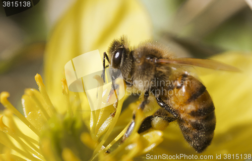 Image of honey bee