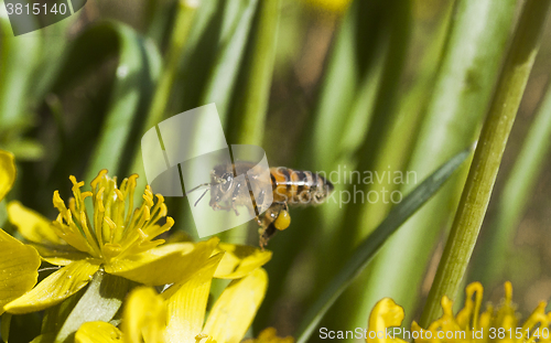 Image of flying honey bee