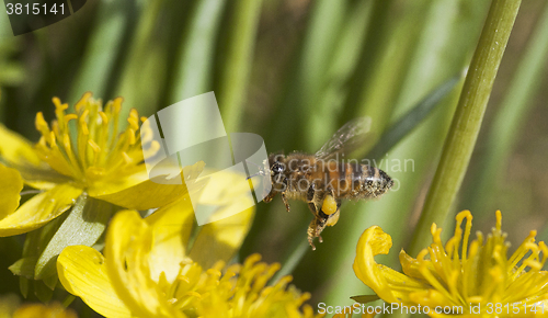 Image of flying honey bee