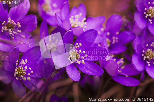 Image of blue anemones