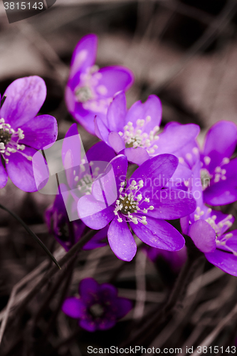 Image of blue anemones