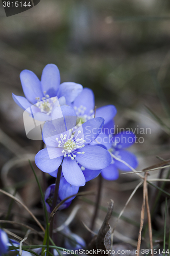 Image of blue anemones