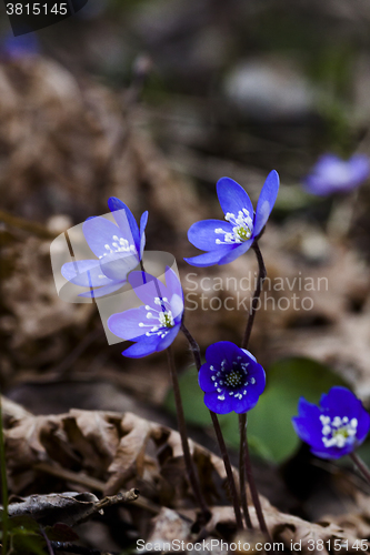 Image of blue anemones