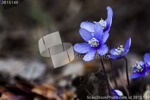 Image of blue anemones