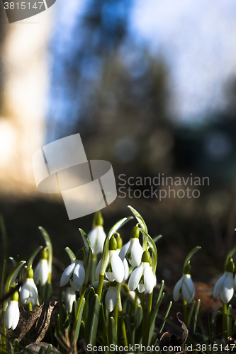 Image of snowdrops