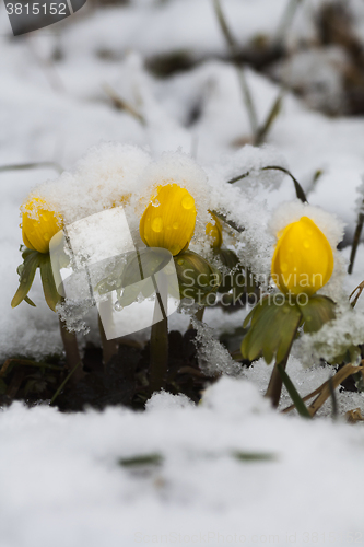 Image of winter aconites in snow