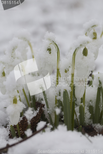 Image of snow covered snowdrops