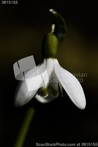 Image of snowdrop