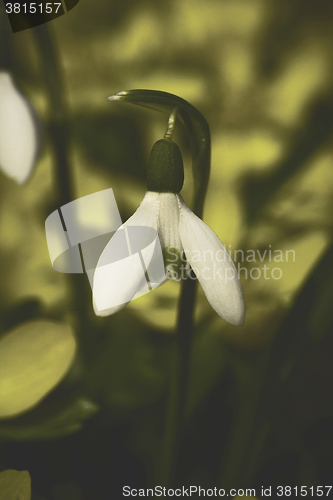 Image of snowdrop