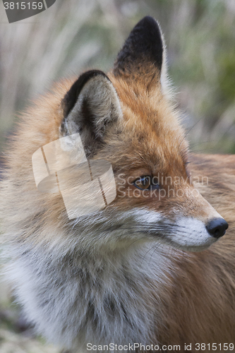 Image of fox profile