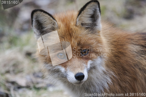 Image of fox face