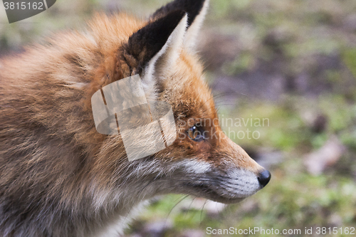 Image of fox profile