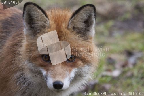 Image of  fox