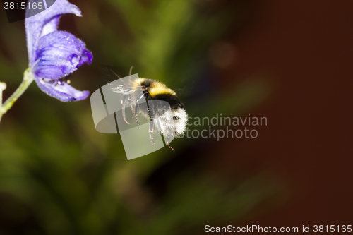 Image of bumble bee in flight