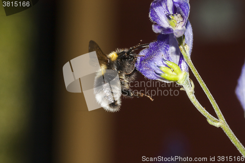 Image of bumble bee in flight