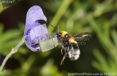 Image of bumble bee in flight