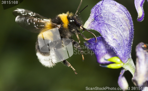 Image of bumble bee and a wolfsbane