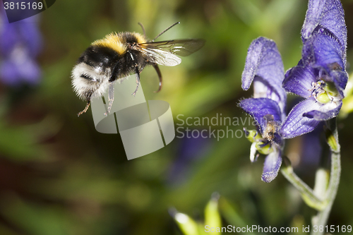 Image of bumble bee in flight